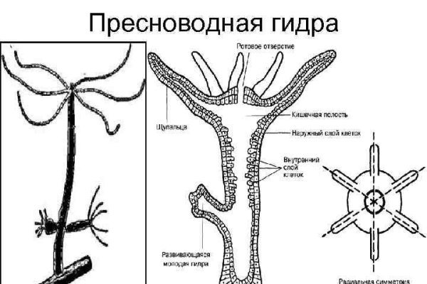 Кракен сайт в тор браузере ссылка